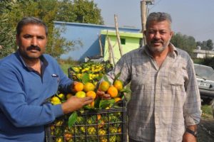Mandalina &uuml;reticisinin fiyat isyanı!