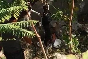 Ağaca asılan k&ouml;peğin imdadına vatandaşlar yetişti!