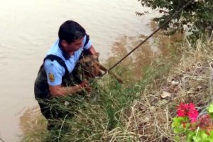Nehre düşen köpeği itfaiye kurtardı