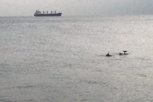 Sevimli yunuslardan İstanbul Boğazı'nda şov