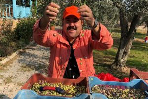 Ata Demirer kendi yetiştirdiği zeytinleri hasat etti