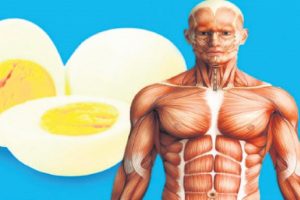 Yeterli protein almayan v&uuml;cutta &ccedil;&ouml;k&uuml;ş başlıyor