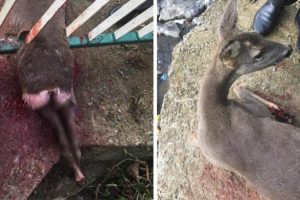 Feci g&ouml;r&uuml;nt&uuml;! Korkuluklara sıkıştı, k&ouml;pekler par&ccedil;aladı