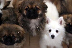 K&ouml;peklerin insan dilini belirli &ouml;l&ccedil;&uuml;de anlayabildiği ortaya &ccedil;ıktı