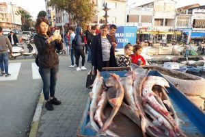 Yakalanan k&ouml;pek balıkları, Yunanistan'a satılacak