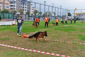 Bursa'da Alman &Ccedil;oban k&ouml;pekleri yarıştı can dostlar kazandı