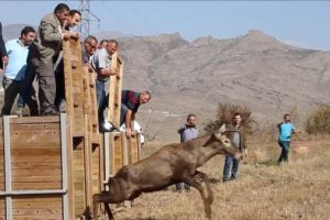 4 kızıl geyik doğaya salındı