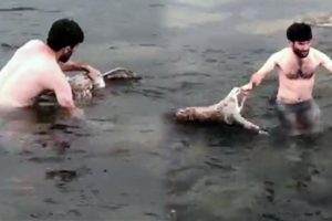 Buz gibi suya dalıp kurtardı