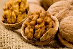 Niksar cevizinde y&uuml;ksek rekolte beklentisi
