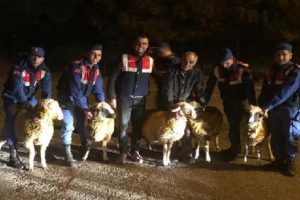 9 k&uuml;&ccedil;&uuml;kbaş hayvanı &ccedil;alan ş&uuml;pheliler yakalandı