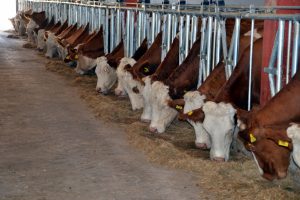 Devlet desteğiyle g&uuml;nde 2,5 ton s&uuml;t &uuml;retiyor