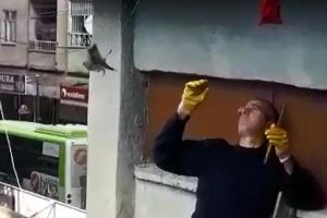 Elektrik trafosuna asılı kalan kumruyu itfaiye kurtardı