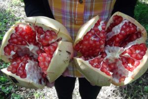 Tescilli nar hasadı başladı