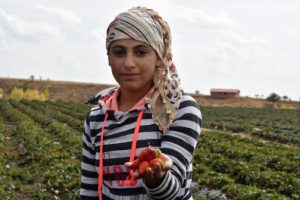 30 bin ton organik &ccedil;ilek Avrupa &uuml;lkelerine ihra&ccedil; ediliyor