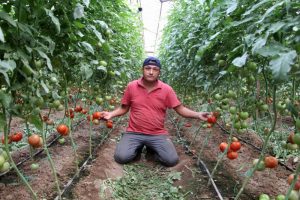 Zam şampiyonu domatesin fiyatı ilk kez d&uuml;şt&uuml;