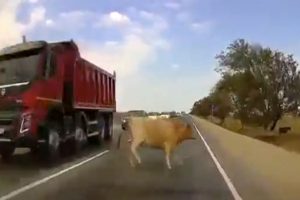 Otomobil yola &ccedil;ıkan ineğe &ccedil;arptı