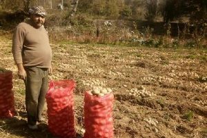Bu y&ouml;ntemle patates verimini artırdı