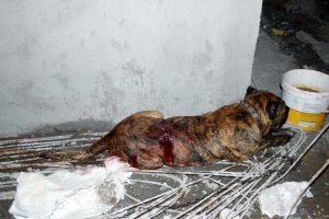 Bursa'da kadını ve k&ouml;peğini kurtarmak isteyen mahalleli saldırgan k&ouml;peği bı&ccedil;akladı