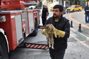 Bursa'da ağa&ccedil;ta mahsur kalan kedi kurtarıldı