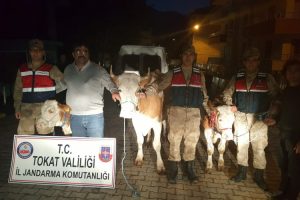B&uuml;y&uuml;kbaş hayvan hırsızları yakayı ele verdi