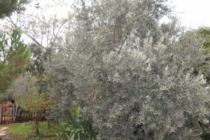 Bursa İneg&ouml;l'de artık zeytin de yetişiyor