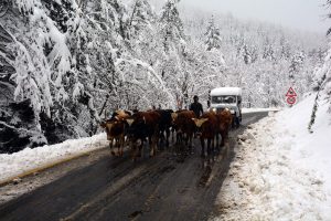Ordu'ya mevsimin ilk karı yağdı