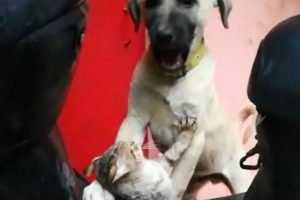 Bursa'da kedi ve k&ouml;peğin dostluğu insanlara ders verdi