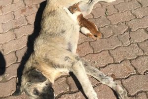 Sokak k&ouml;peği, kediye annelik yapıyor