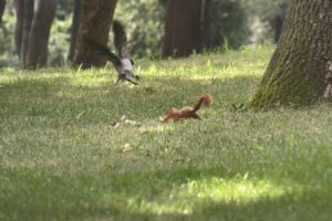 Karga ile sincabın ekmek kavgası