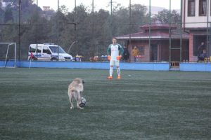 Fanatik k&ouml;pek ma&ccedil;ı durdurdu