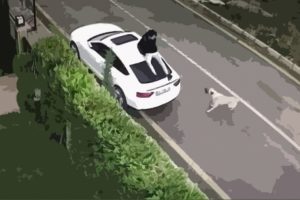 K&ouml;pek saldırısına karşı ne yapmalı?