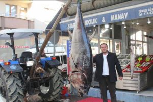 320 kiloluk orkinosu b&ouml;yle sergiledi