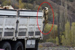 &Ccedil;oban k&ouml;peğini o halde g&ouml;ren şoke oldu!