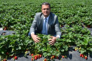 Ordu'da &ccedil;ilek &uuml;retimi canlandı