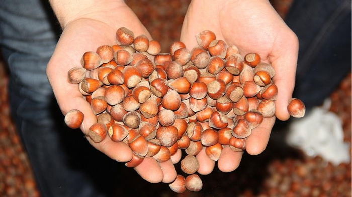 Giresun'da fındık fiyatı 13,50 liraya y&uuml;kseldi