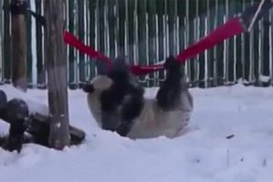 Pandalardan kar keyfi