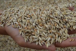 &Ccedil;ift&ccedil;i makarnalık buğdayı doğrudan satacak