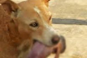 K&ouml;pek, bulduğu bebek cesedini kafenin &ouml;n&uuml;ne bıraktı