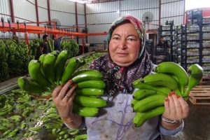Silifke muzu &uuml;reticisinin y&uuml;z&uuml;n&uuml; g&uuml;ld&uuml;r&uuml;yor