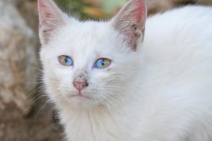 Bu kedi g&ouml;renleri şaşırtıyor