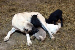 Kangal k&ouml;peği, kuzulara annelik yapıyor