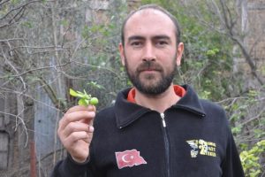 &Ccedil;i&ccedil;ek a&ccedil;ıp, meyve veren erik ağacı şaşırttı
