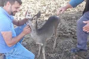 Yaralı yavru ceylanı k&ouml;yl&uuml;ler kurtardı