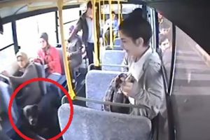 Halk otob&uuml;s&uuml;ne binen k&ouml;pek ortalığı savaş alanına &ccedil;evirdi