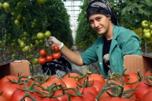 Domates serası kadınların umudu oldu