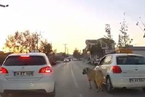 Bursa'da otomobiline bağladığı k&ouml;peği dakikalarca s&uuml;r&uuml;kledi