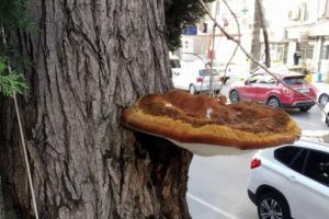 Şaşırtan g&ouml;r&uuml;nt&uuml;! Tepsi b&uuml;y&uuml;kl&uuml;ğ&uuml;nde...
