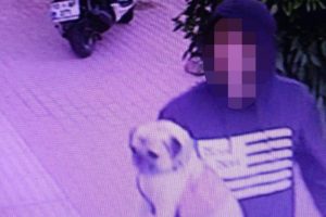3 dilde komutları anlayan k&ouml;pek &ccedil;alındı