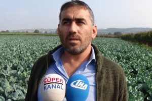 Bursa'da karnabahar, lahana ve brokolide rekolte sevinci