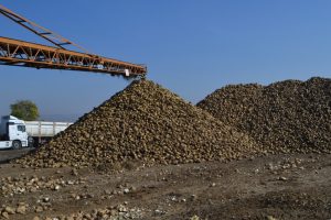 Bursa'da pancardaki hastalık, &ccedil;ift&ccedil;iyi &uuml;z&uuml;yor